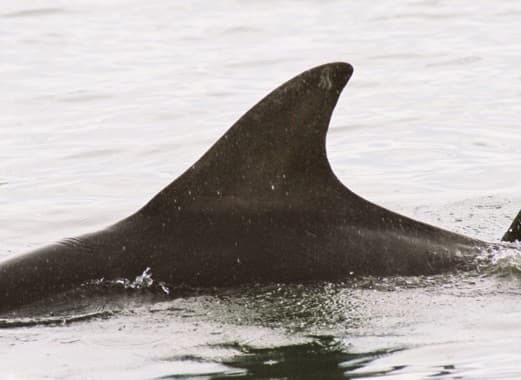 Left Dorsal Fin