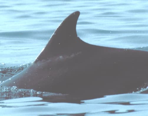 Left Dorsal Fin