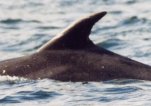 Left Dorsal Fin