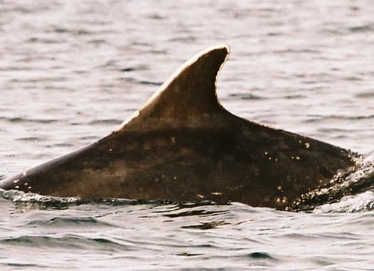 Left Dorsal Fin