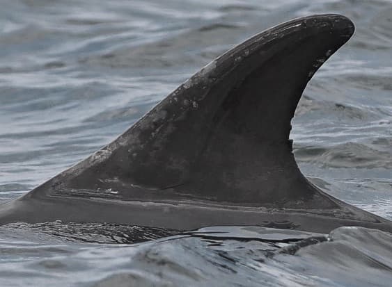 Left Dorsal Fin