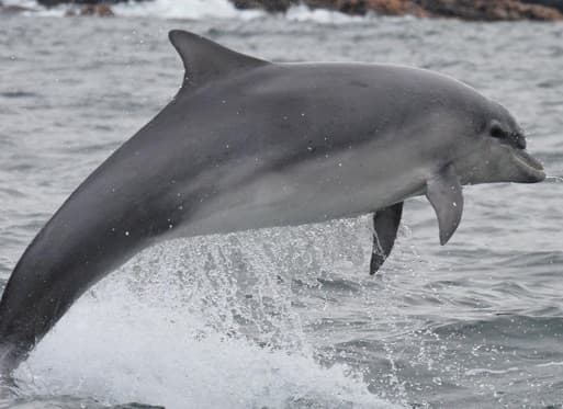 General photo of Rolex