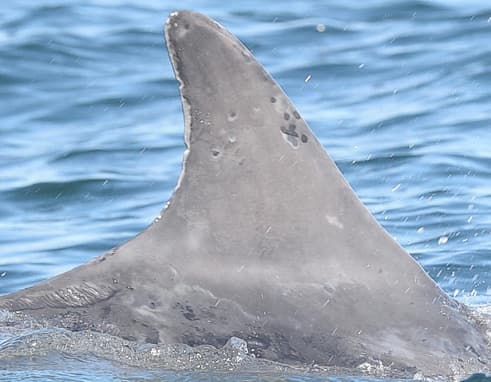 Left Dorsal Fin