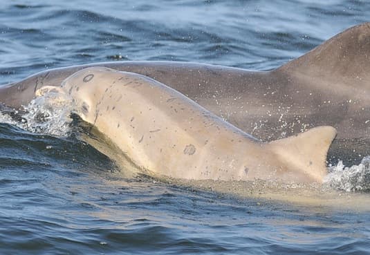 General photo of Lumma