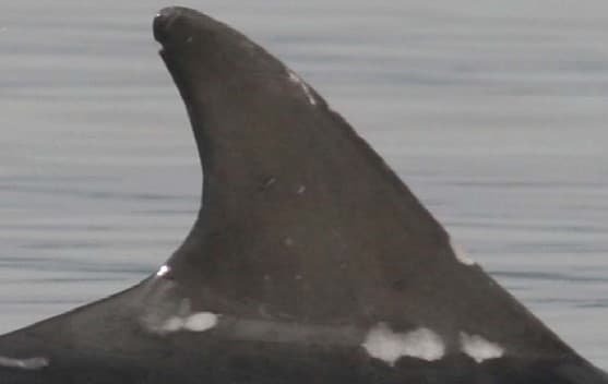 Left Dorsal Fin