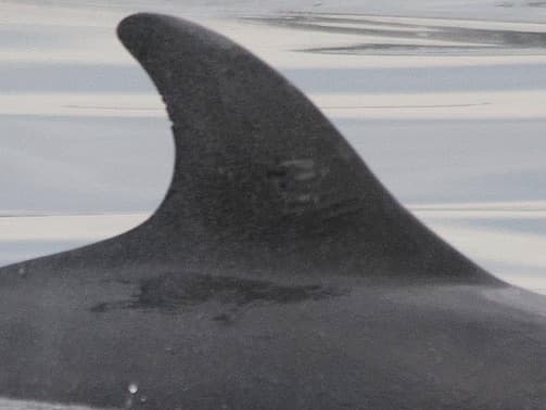 Left Dorsal Fin