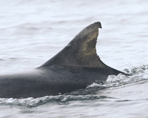 Left Dorsal Fin