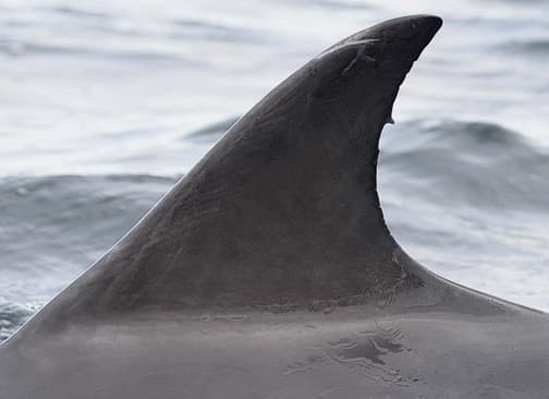 Left Dorsal Fin