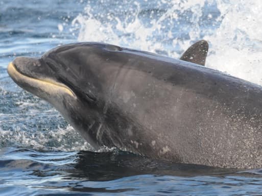 General photo of Spot (Pepsi)