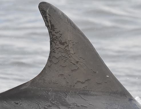 General photo of null