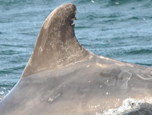 Left Dorsal Fin