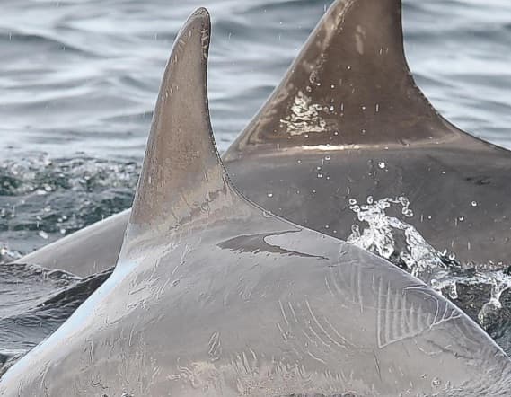 General photo of null