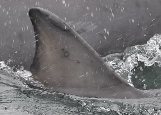 Left Dorsal Fin