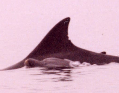 Left Dorsal Fin