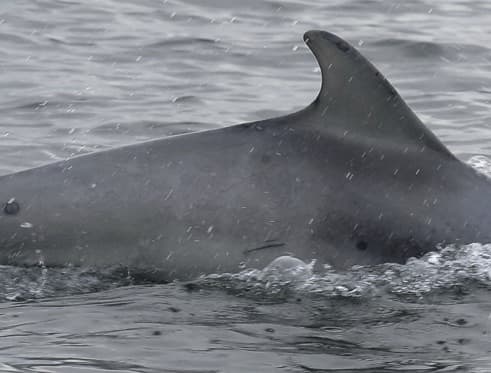Left Dorsal Fin