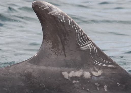 Left Dorsal Fin