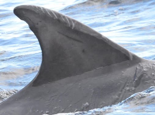 Left Dorsal Fin
