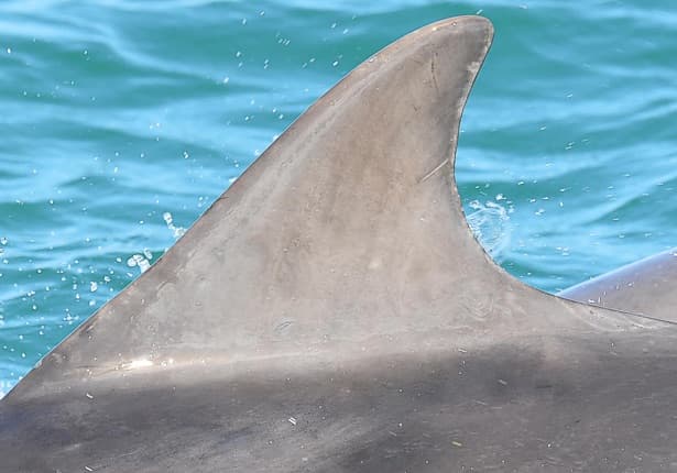 Left Dorsal Fin
