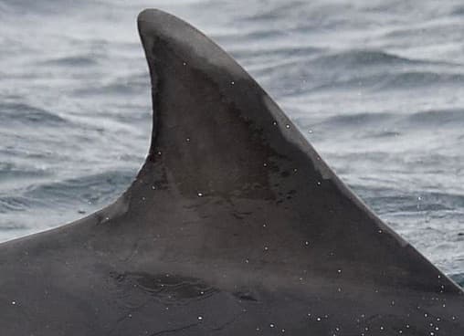 Left Dorsal Fin
