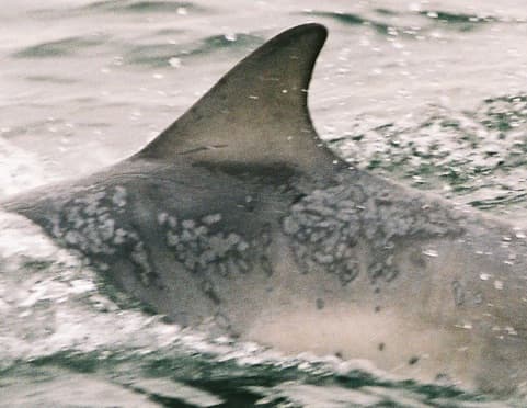 Left Dorsal Fin