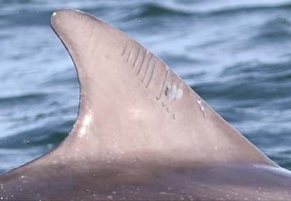 Left Dorsal Fin