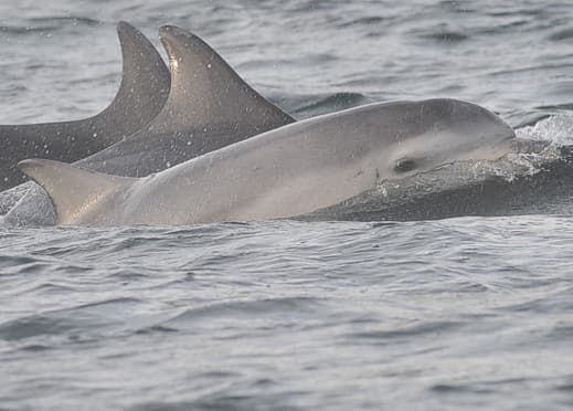 General photo of null