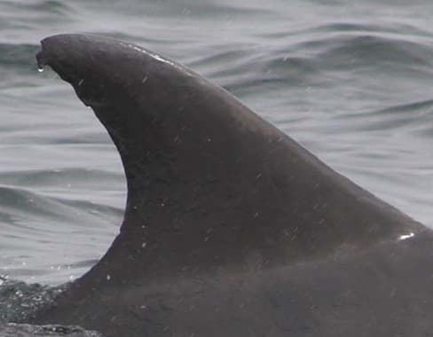 Left Dorsal Fin
