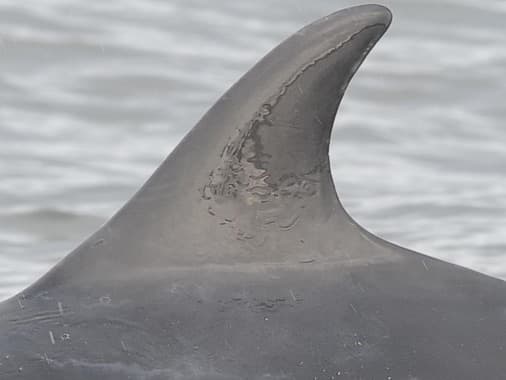 Left Dorsal Fin