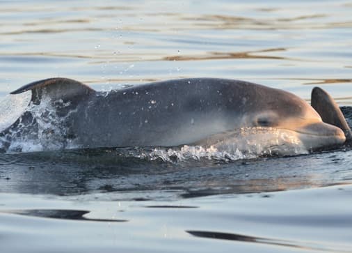 General photo of Beaux