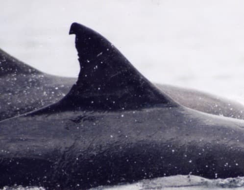 Left Dorsal Fin