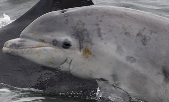 General photo of Fromage Faye