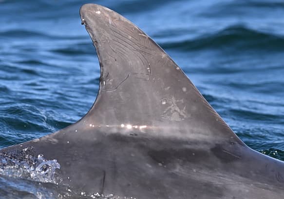 Left Dorsal Fin