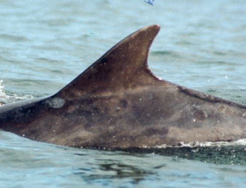 Left Dorsal Fin
