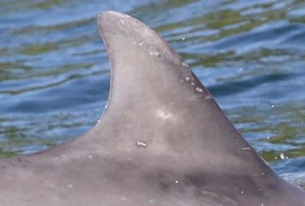 Left Dorsal Fin