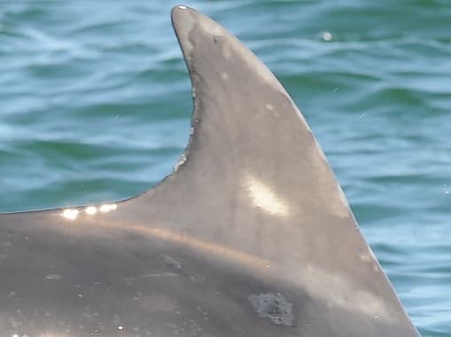 Left Dorsal Fin