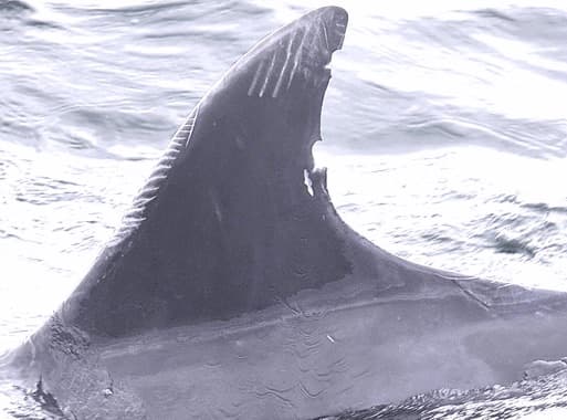 Left Dorsal Fin