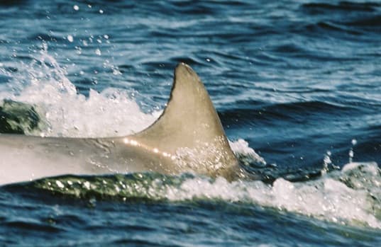 Left Dorsal Fin