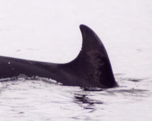 Left Dorsal Fin