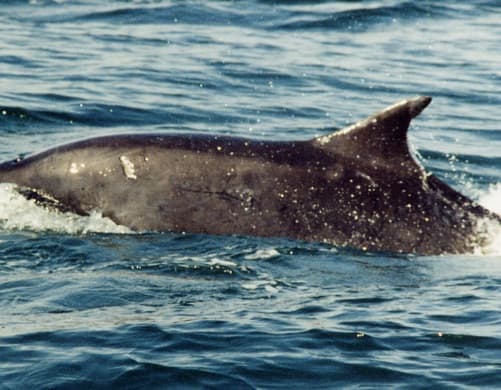 Left Dorsal Fin