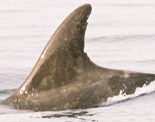 Left Dorsal Fin