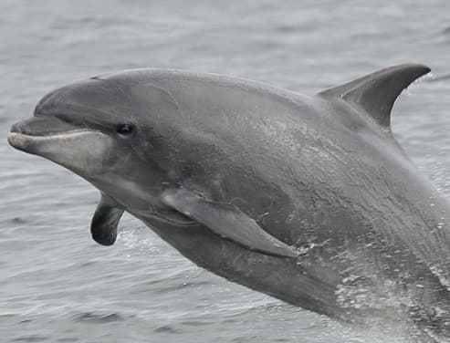 General photo of Hobbit (Neptune)