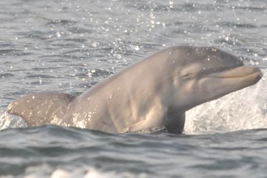 General photo of Artemis