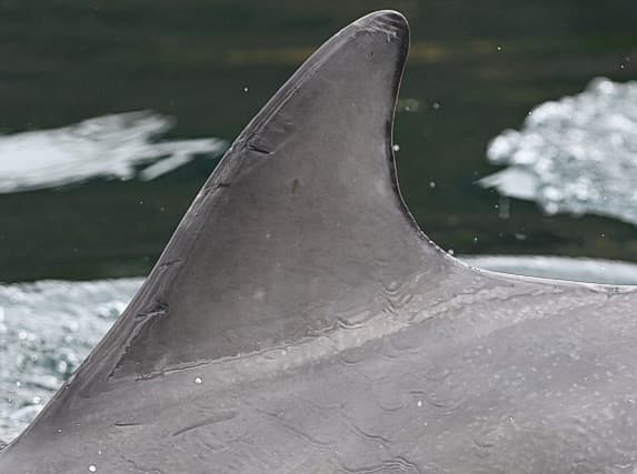 Left Dorsal Fin