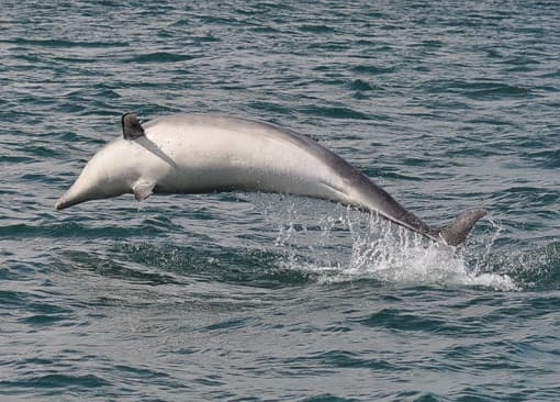 General photo of Ranga