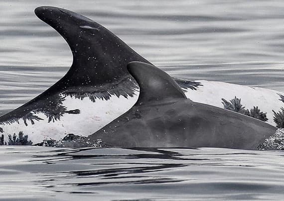 General photo of Brochan