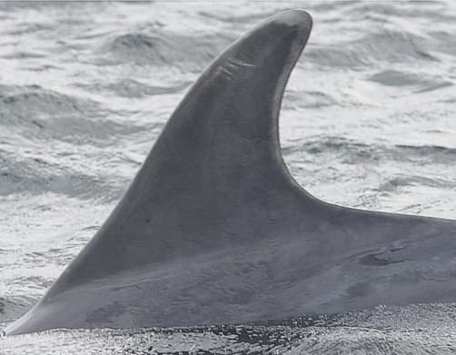 Left Dorsal Fin
