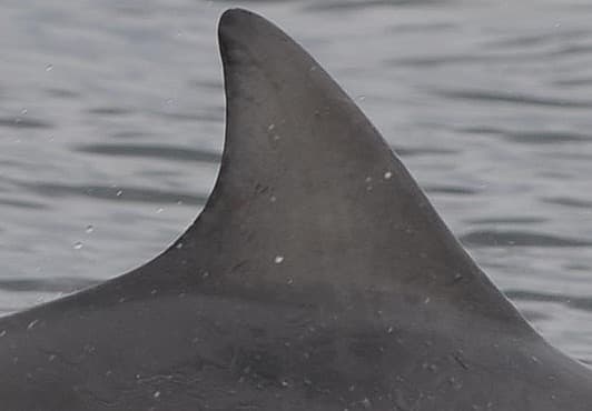 Left Dorsal Fin