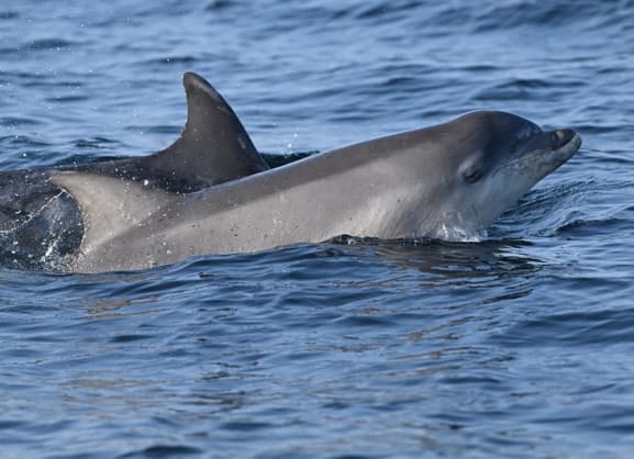 General photo of null