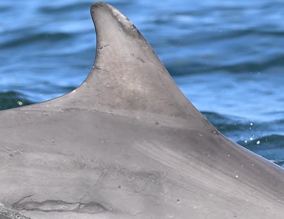 General photo of Bowie