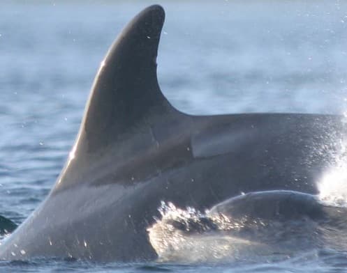 Left Dorsal Fin